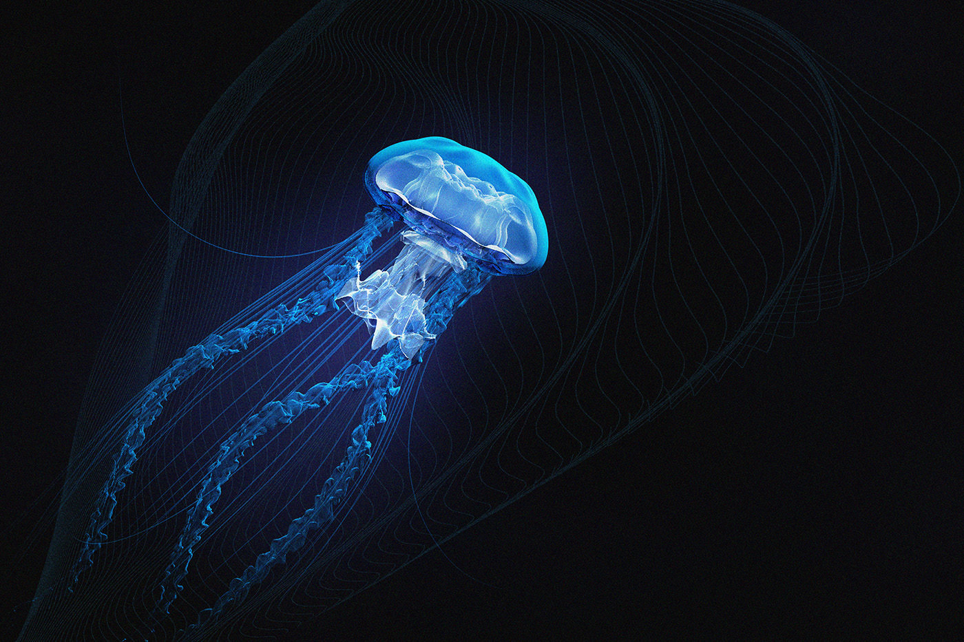 deap sea jelly fish